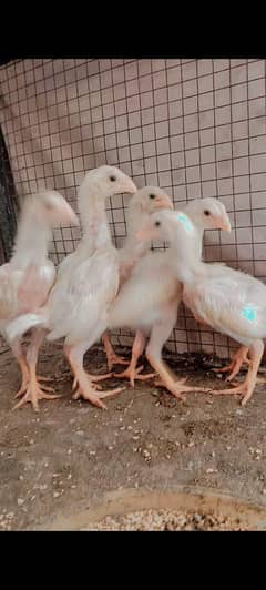 white oh Shamo chicks