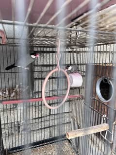 Black Jawa or java pair full active