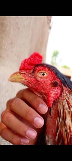 outclassed breeder