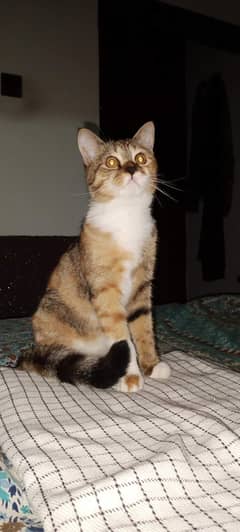 cat for adoption