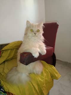 Triple coated fawn cat