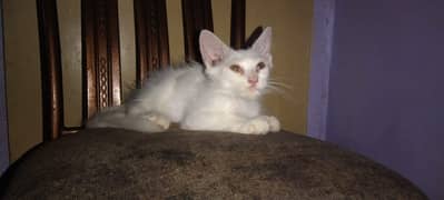 Persian