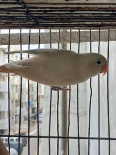 Limited pairs of Lutino pasnata and Albino And Yellow red eye budgie