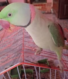 Parrot for sale