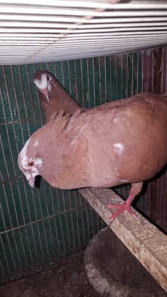 jogia and white pigeon