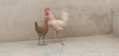 Desi misri pair