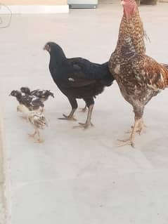 pair or 4 bache