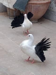young black tail pair for sale
