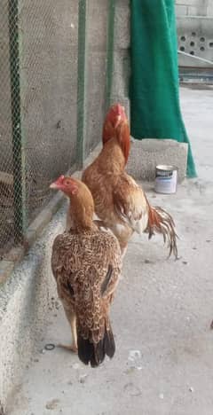 Aseel Murga And Murgi