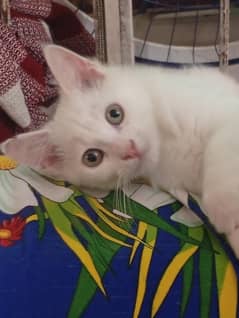 Persian cat green eye