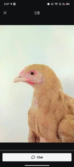 golden buff