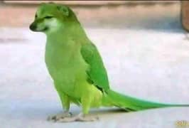 Parrot for sale
