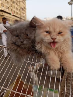 kitten for sale