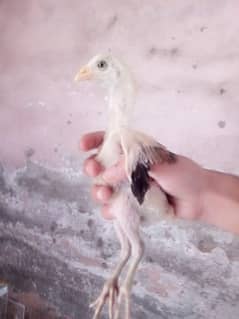 Lakhi