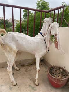 2 Heavy(Gulabi) female hGoat