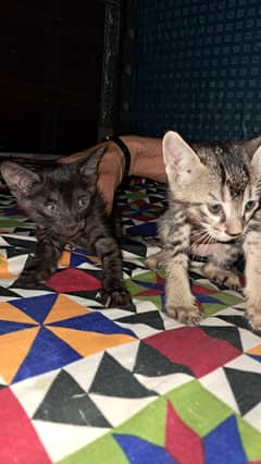 Persian females kitten's age 40 days