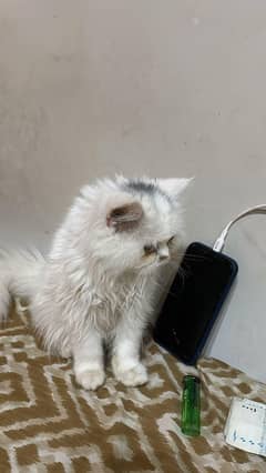 Kittens