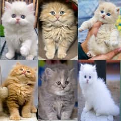 Persian punch face triple coded cat kittens