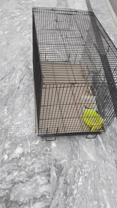 bird