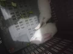 4 baby rabbits ideal for pet