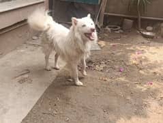 pure Russian dog tame 1 year old