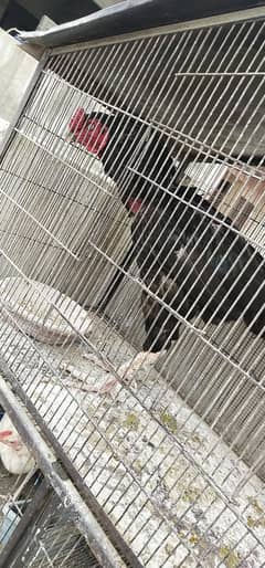 black male 1 white male 1 female 3