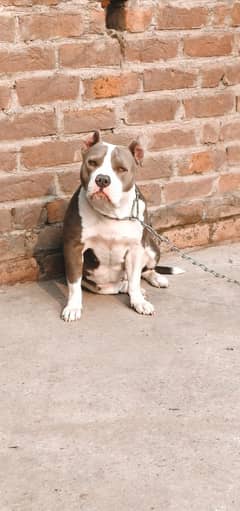 American bully female available for new home