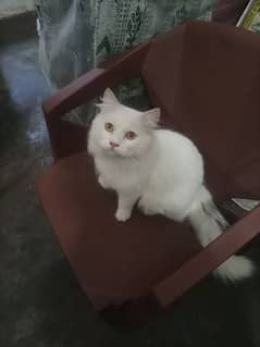 Persian male cat