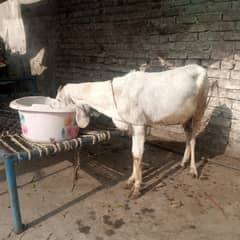 bakri