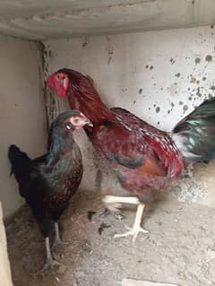 Aseel Pair Ready to breed for Sale Healthy and Active