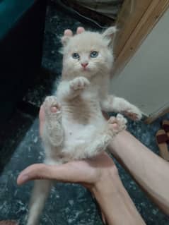 Cute