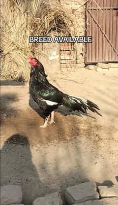Chicks