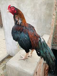 High quality birds available cargo available all Pakistan