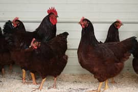 rir | Rhode Island Red hens  | Heritage rir | murgha | murghi | hen