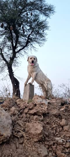 British Labrador Dog | Pink Pedigree Dog | Stud Male | Cross | Mating