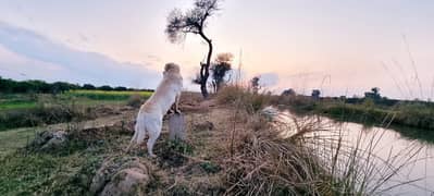 British Labrador Dog | Pink Pedigree Dog | Stud Male | Cross | Mating