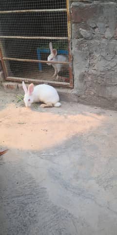 rabbits pair for sale