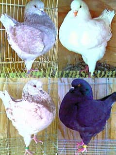 FANCY PIGEONS FOR SALE IN MULTAN 03271881108