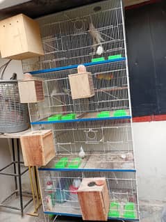Birds Pairs