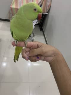 Tamed Ringneck Pair for sale