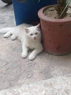 1 cat male