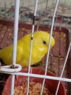 Australian budgies