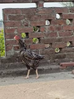Coco shamoo female for sale