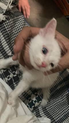 Persians Kittens