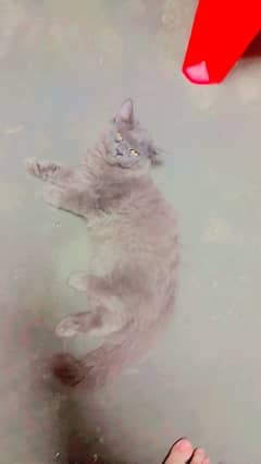 Gray Persian Baby kitten Cat/Tripple Coat
