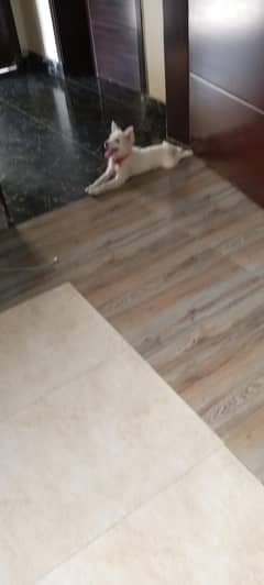 dog sell