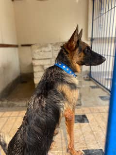 female breeding fully active double cout