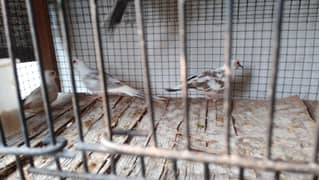 only for customers watsaap blue pied, diamond pied ,opal(pathy)