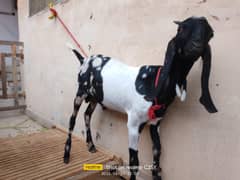 barka