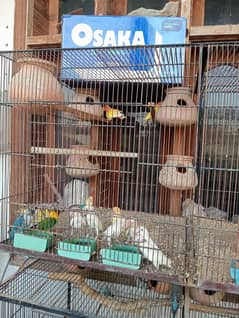 Love brid and cage